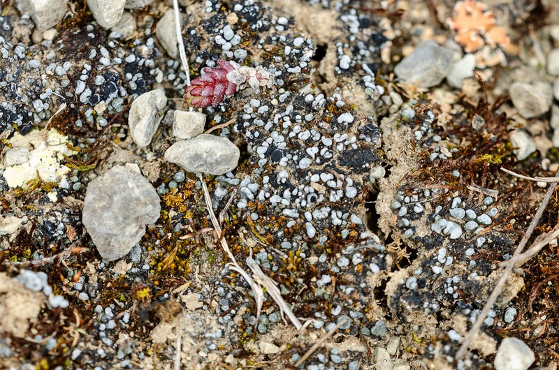 Toninia sedifolia
