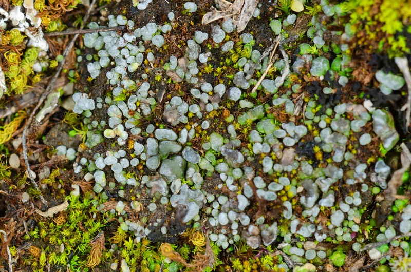 Toninia sedifolia photo 2