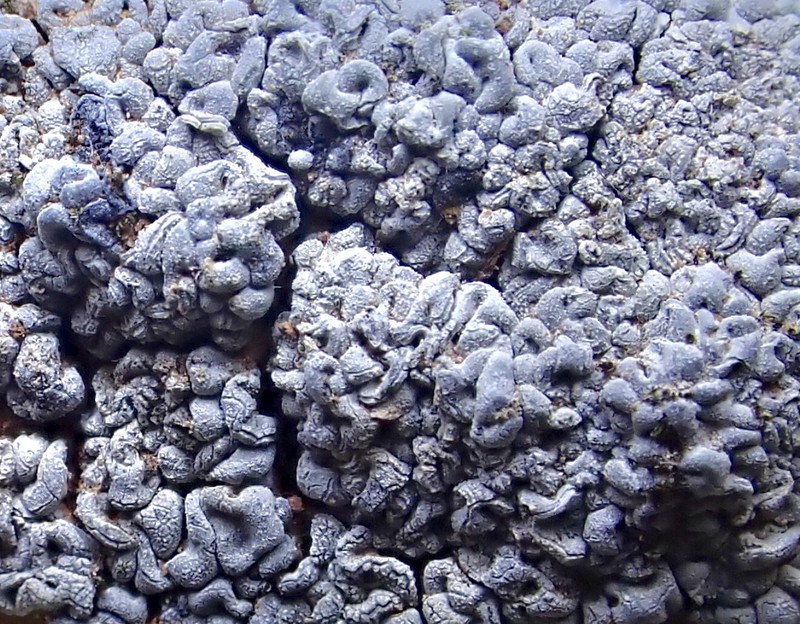 Toninia sedifolia photo 3