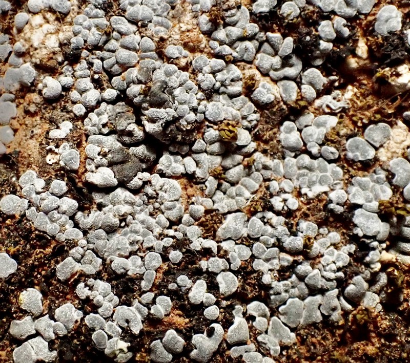 Toninia sedifolia photo 4