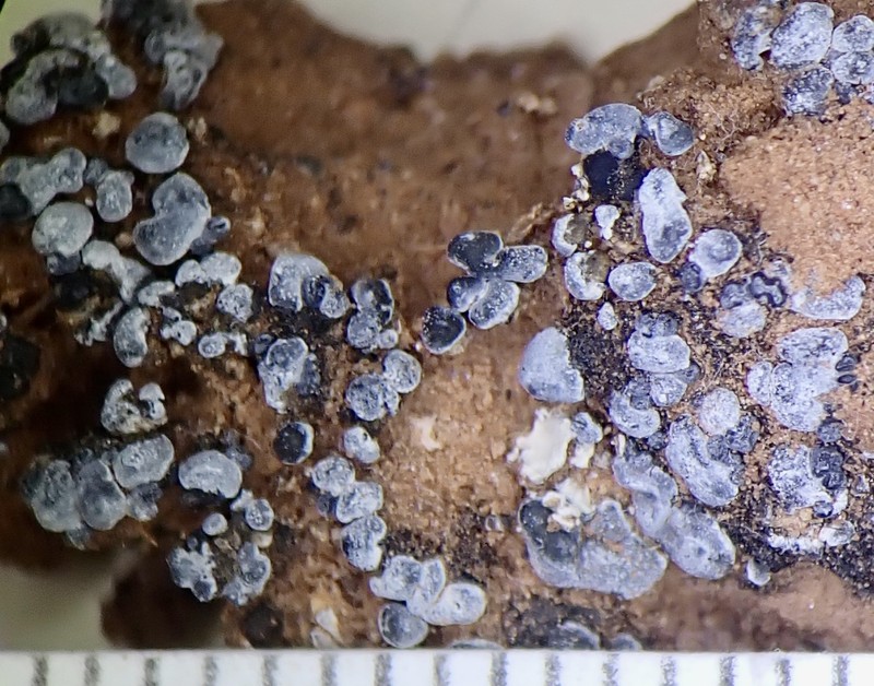Toninia sedifolia photo 5