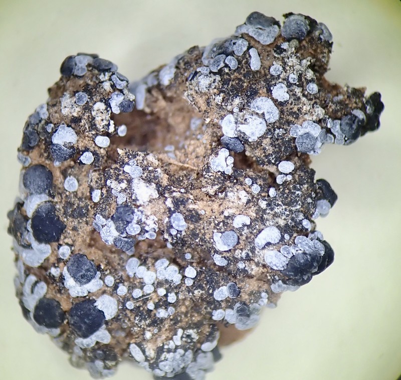 Toninia sedifolia photo 6