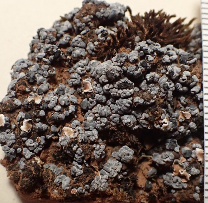 Toninia sedifolia photo 7