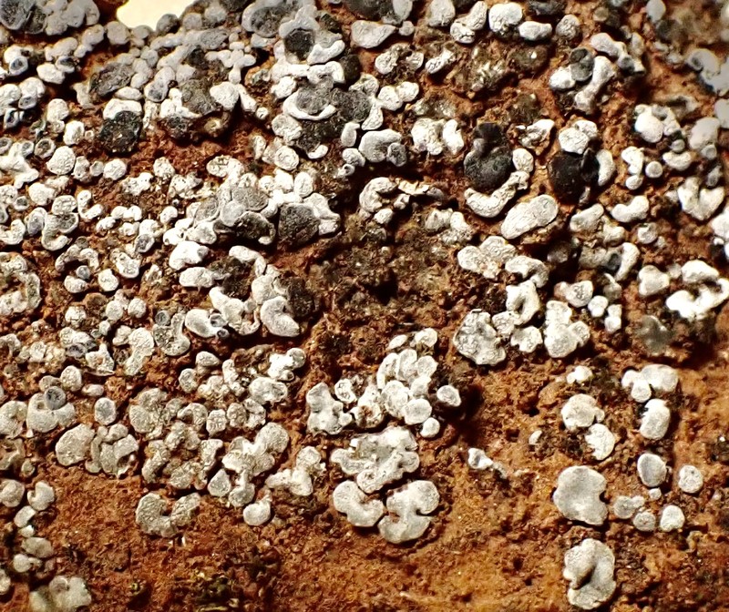 Toninia sedifolia photo 8