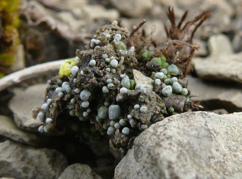 Toninia sedifolia