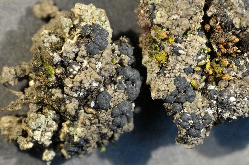 Squalid Bruised Lichen photo 2