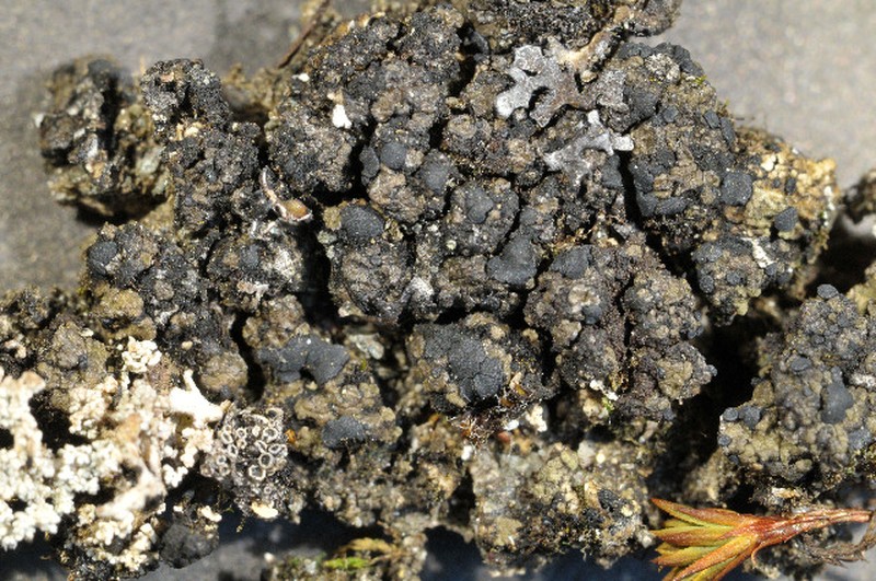 Squalid Bruised Lichen photo 3