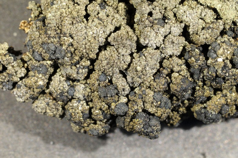 Squalid Bruised Lichen photo 5