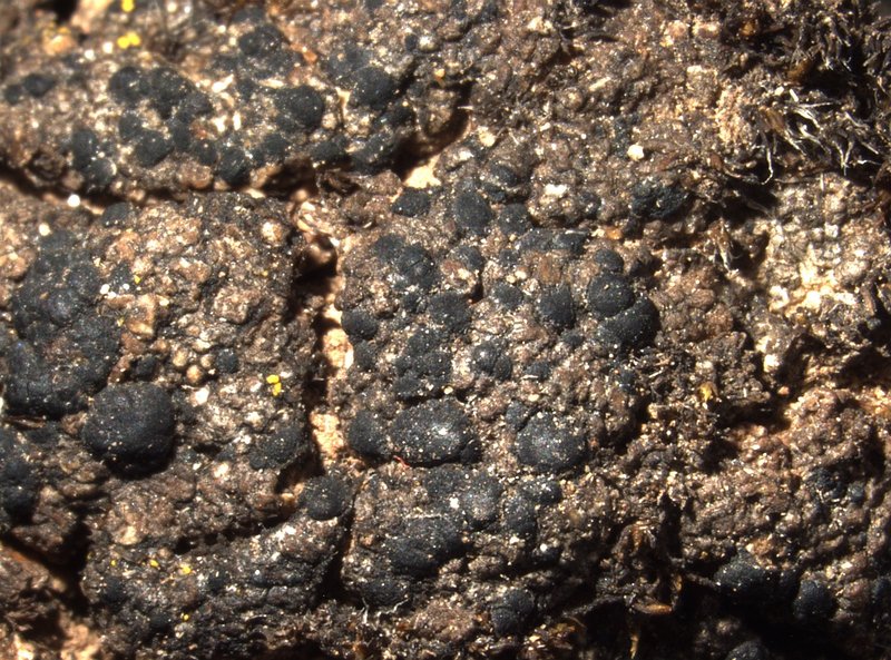 Squalid Bruised Lichen