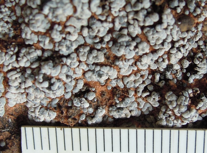 Toninia subdiffracta
