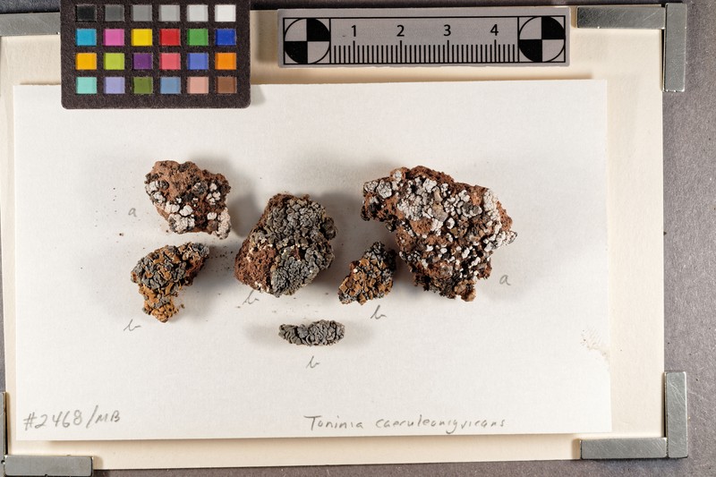 Toninia subdiffracta photo 2