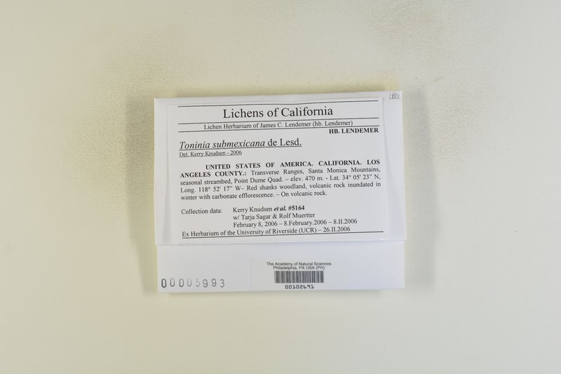 Toninia submeicana photo 3