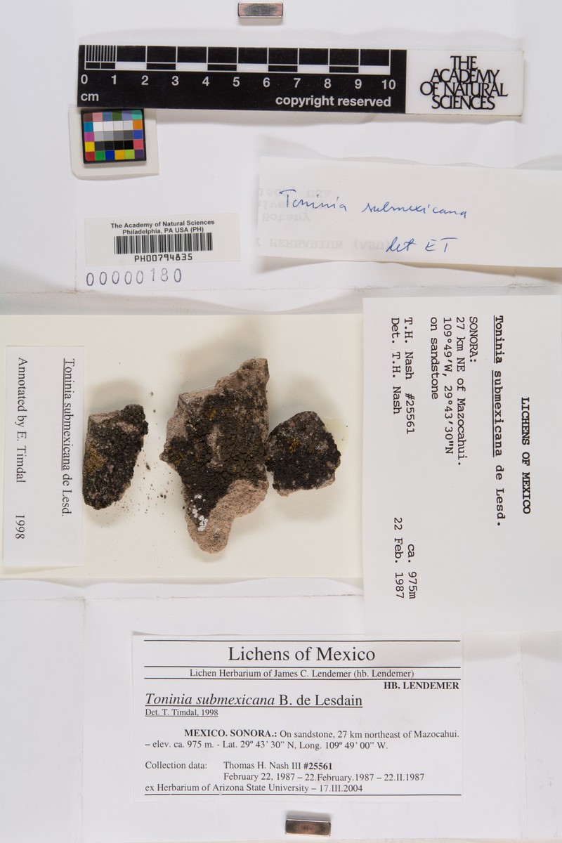 Toninia submeicana photo 5