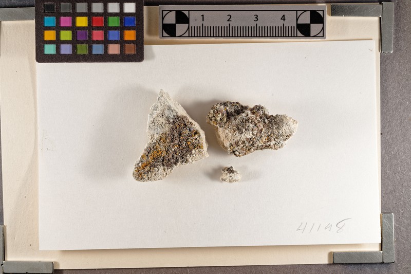 Toninia talparum