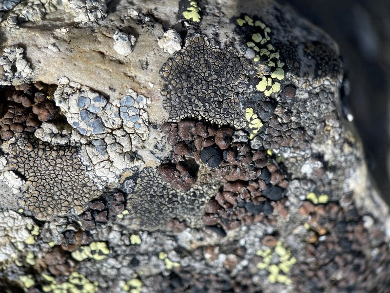 Bruised Lichen