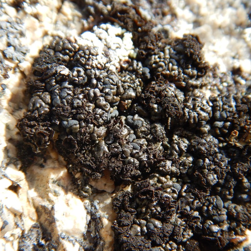 Bruised Lichen photo 2