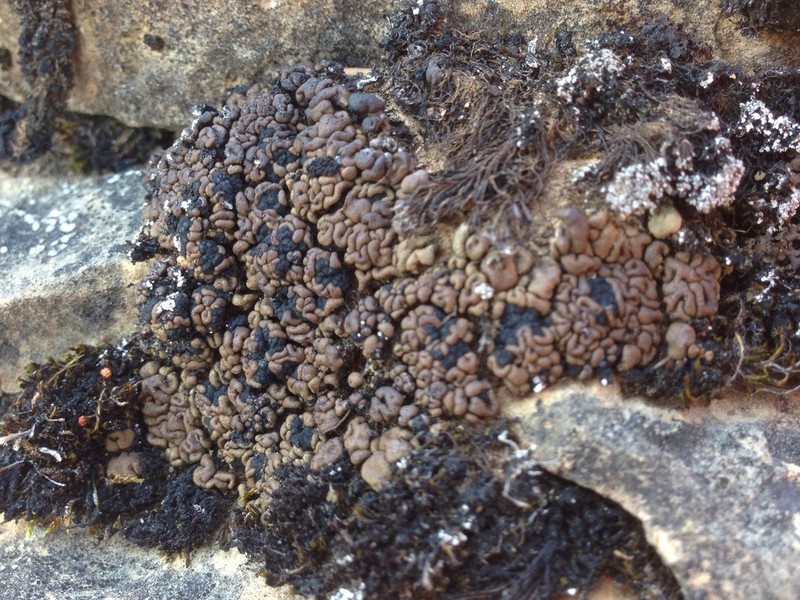 Bruised Lichen photo 3