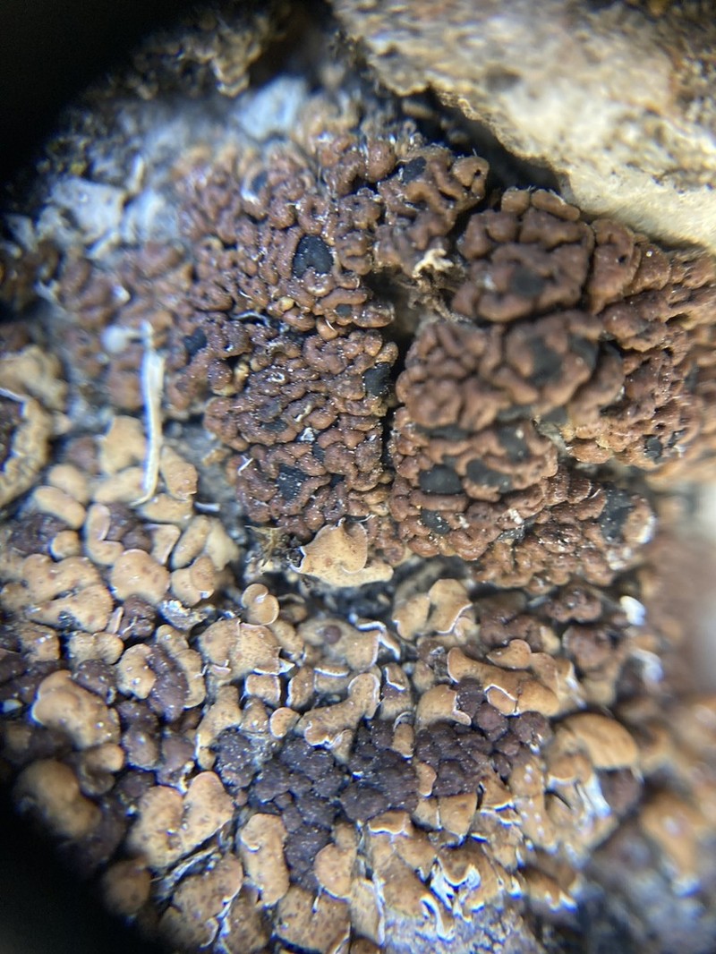 Bruised Lichen photo 4