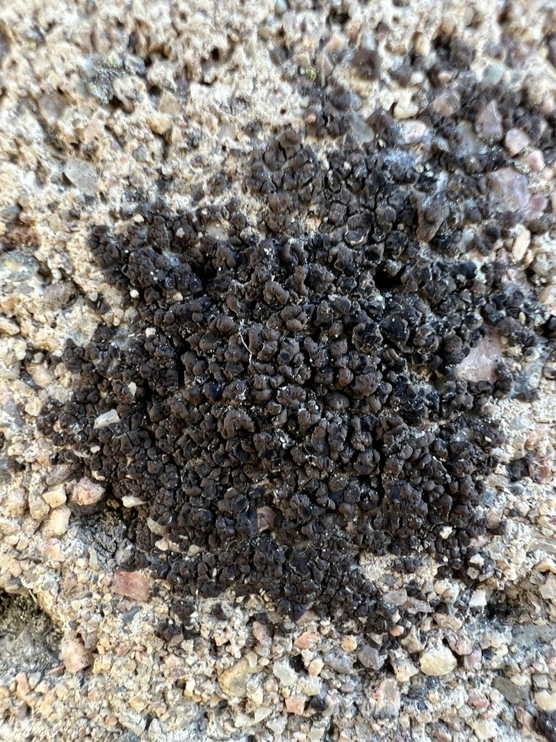 Bruised Lichen photo 5
