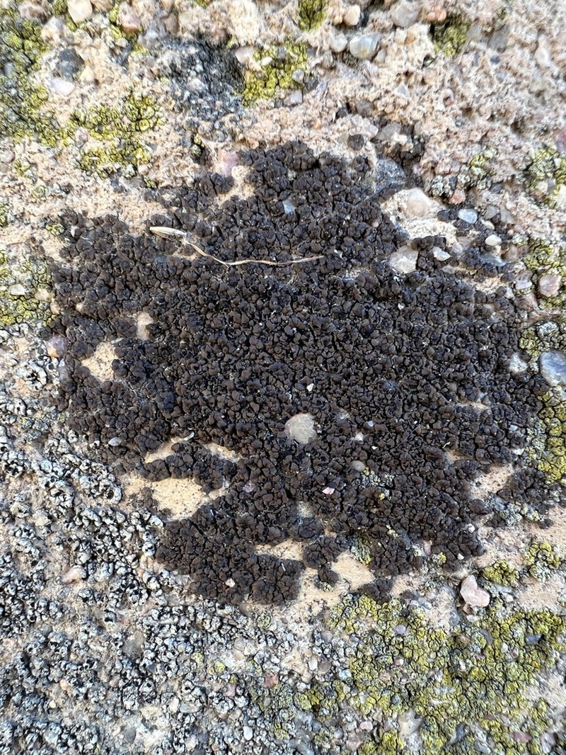 Bruised Lichen photo 6