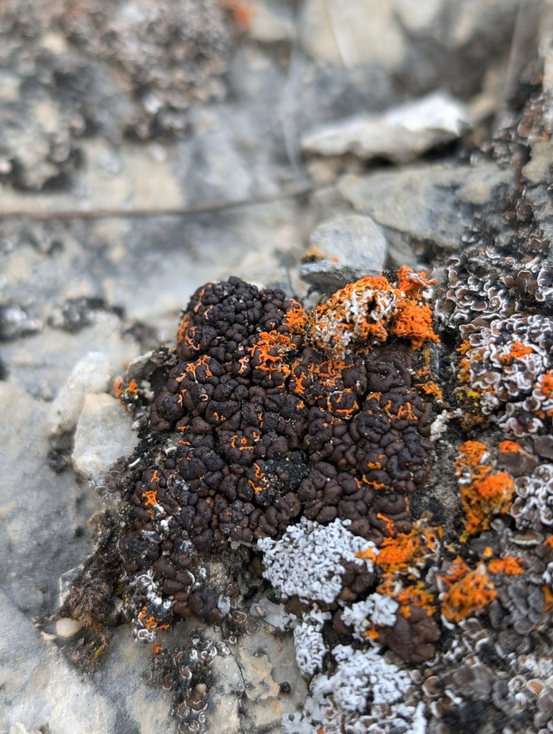 Bruised Lichen photo 7