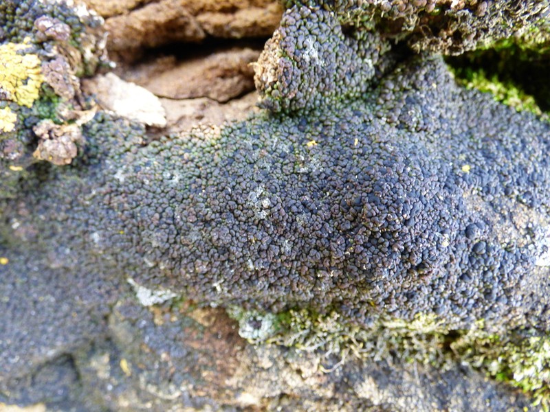 Bruised Lichen photo 8