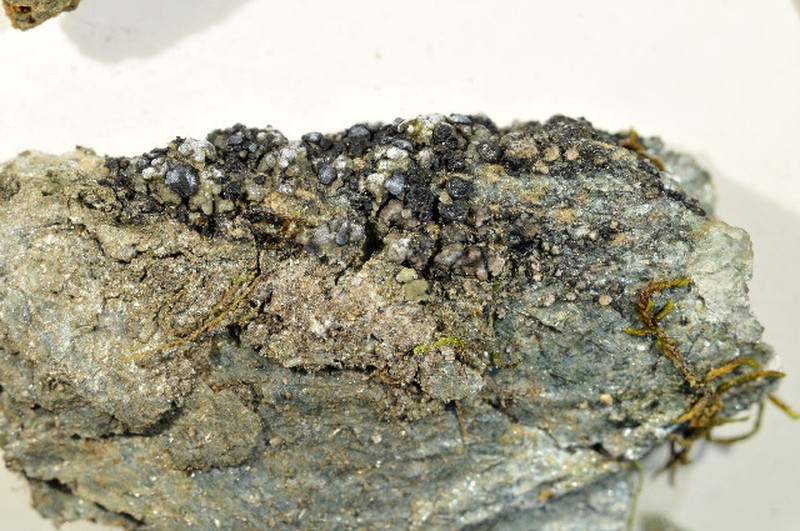 Toninia verrucarioides