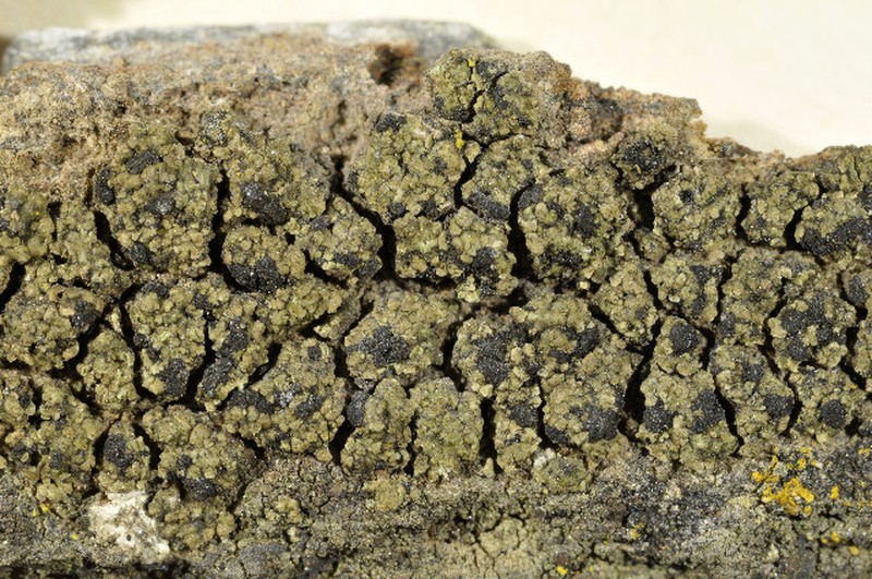 Toninia verrucarioides photo 2