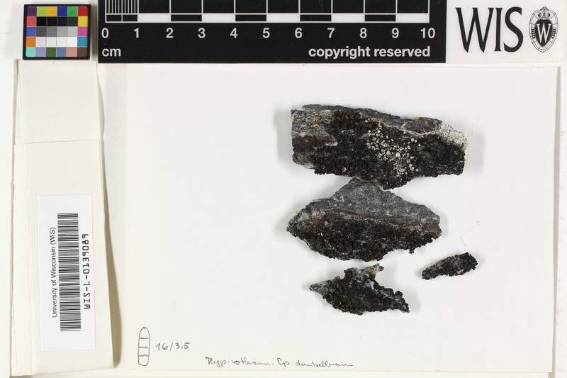 Toninia verrucarioides photo 3
