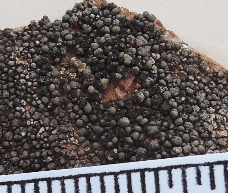 Toninia weberi