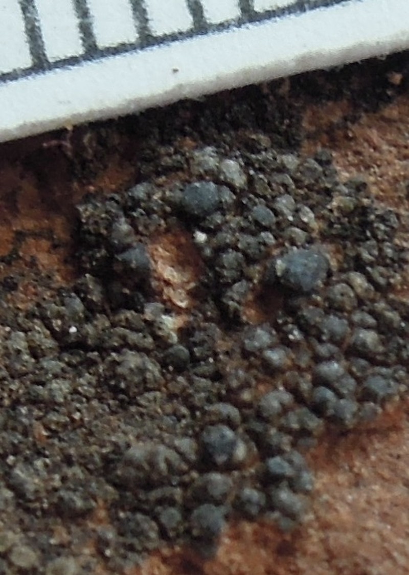 Toninia weberi photo 2
