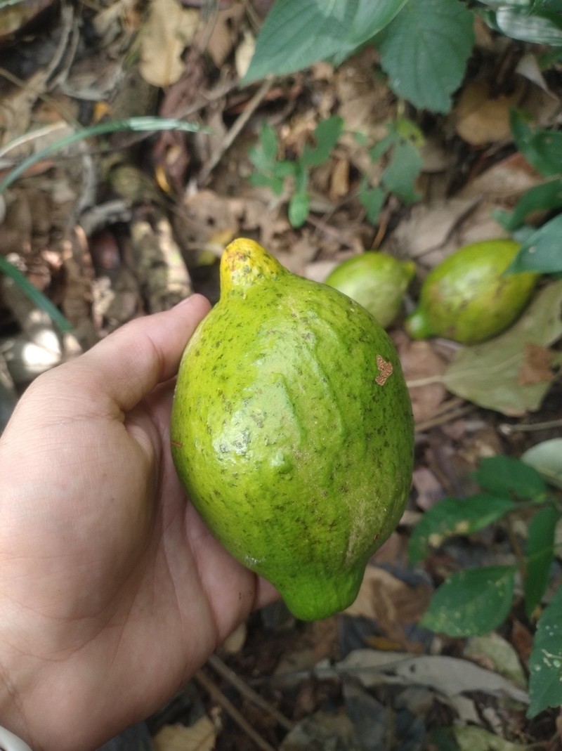 Tontelea passiflora photo 2
