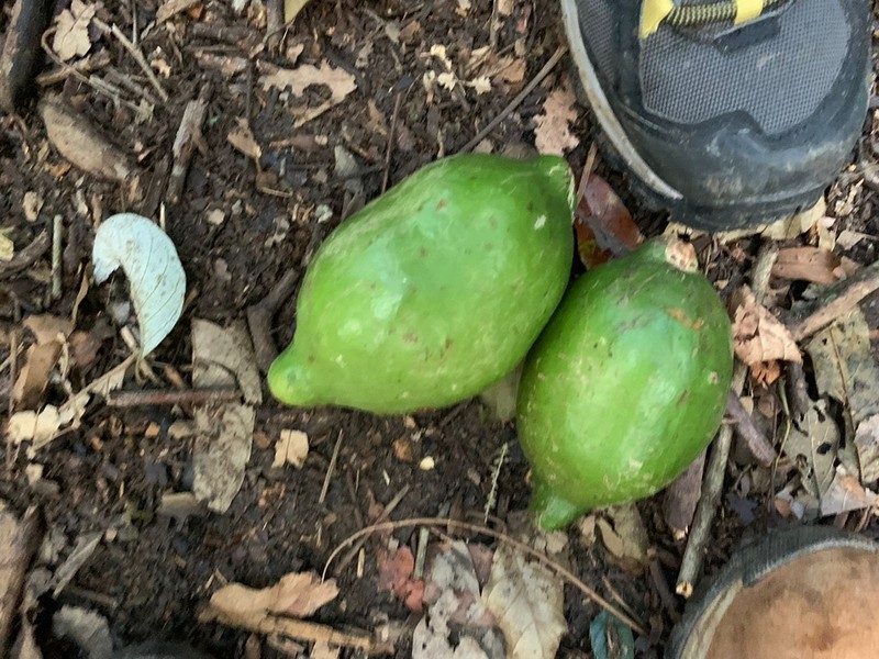 Tontelea passiflora photo 6