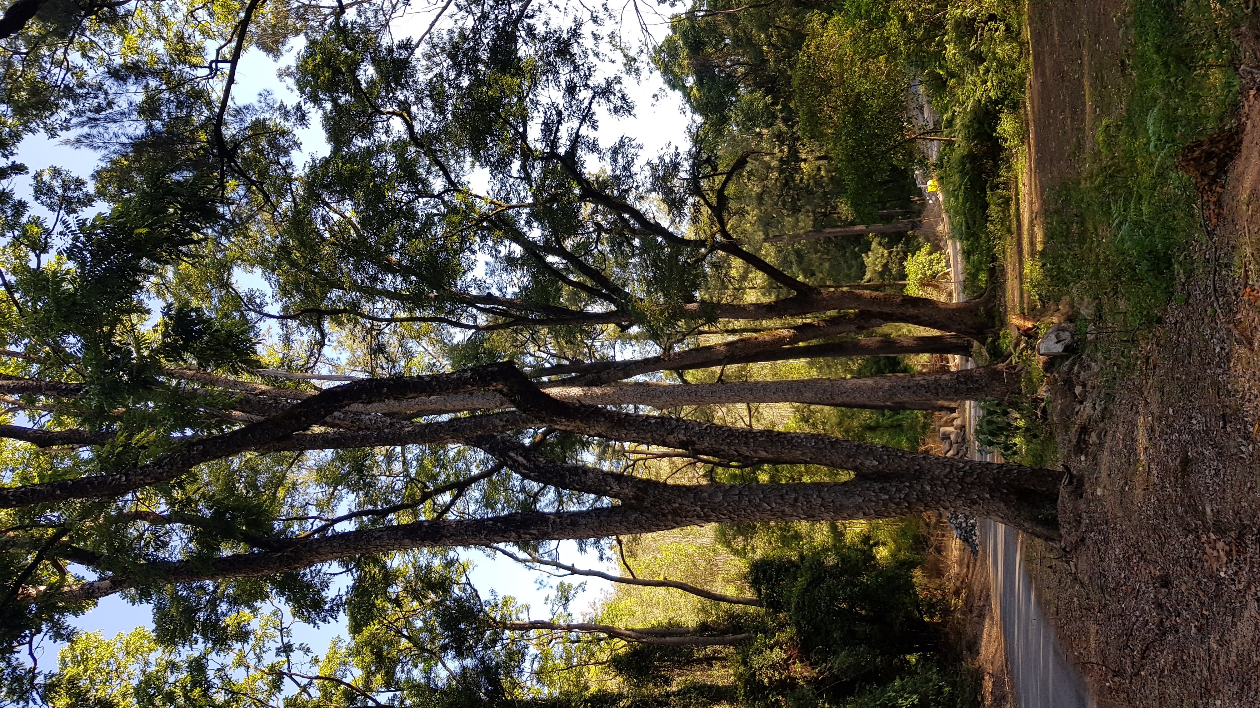 Australian Redcedar photo 3