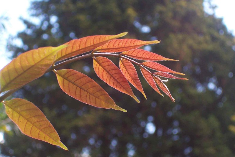 Australian Redcedar photo 6
