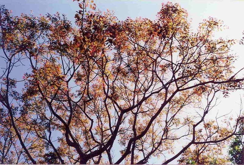 Australian Redcedar photo 7