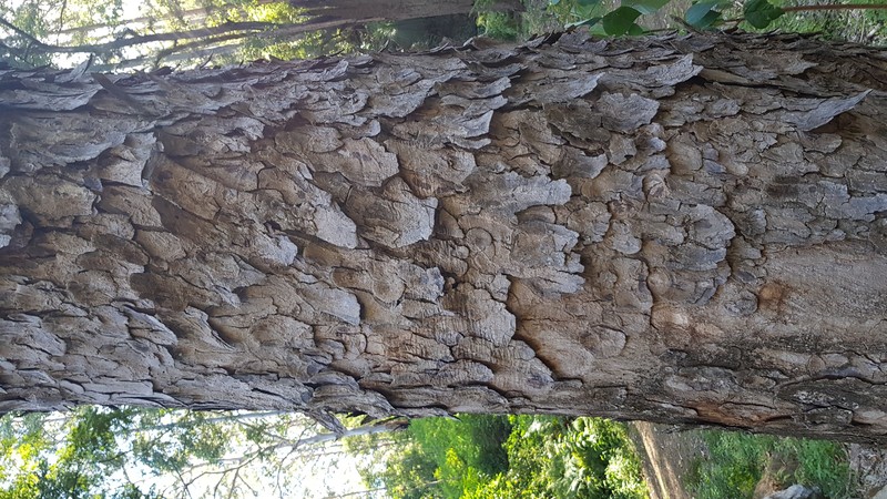 Australian Redcedar photo 8