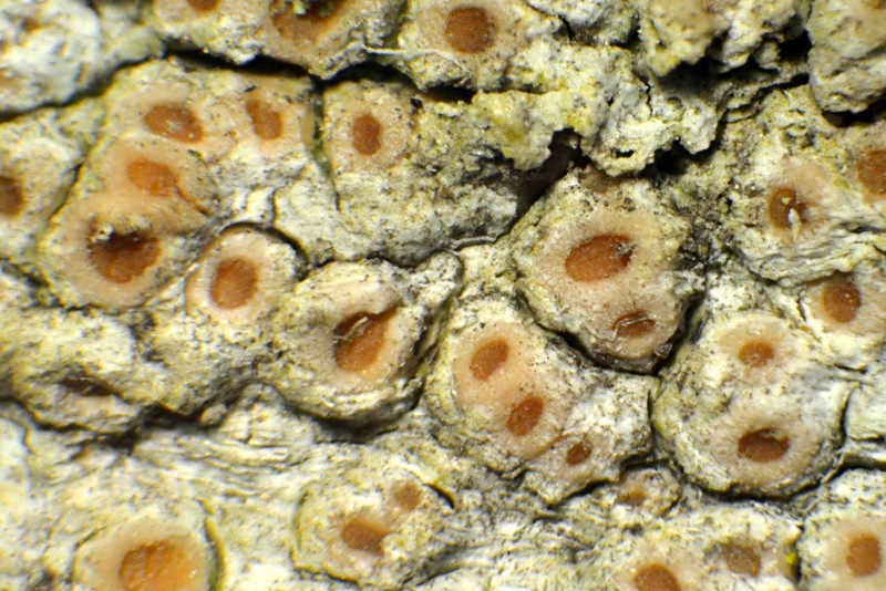 California Topelia Lichen photo 3