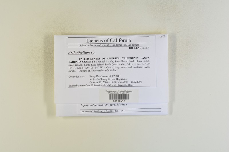 California Topelia Lichen photo 4