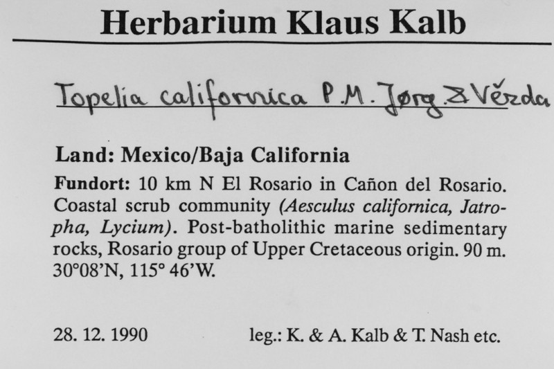 California Topelia Lichen photo 7
