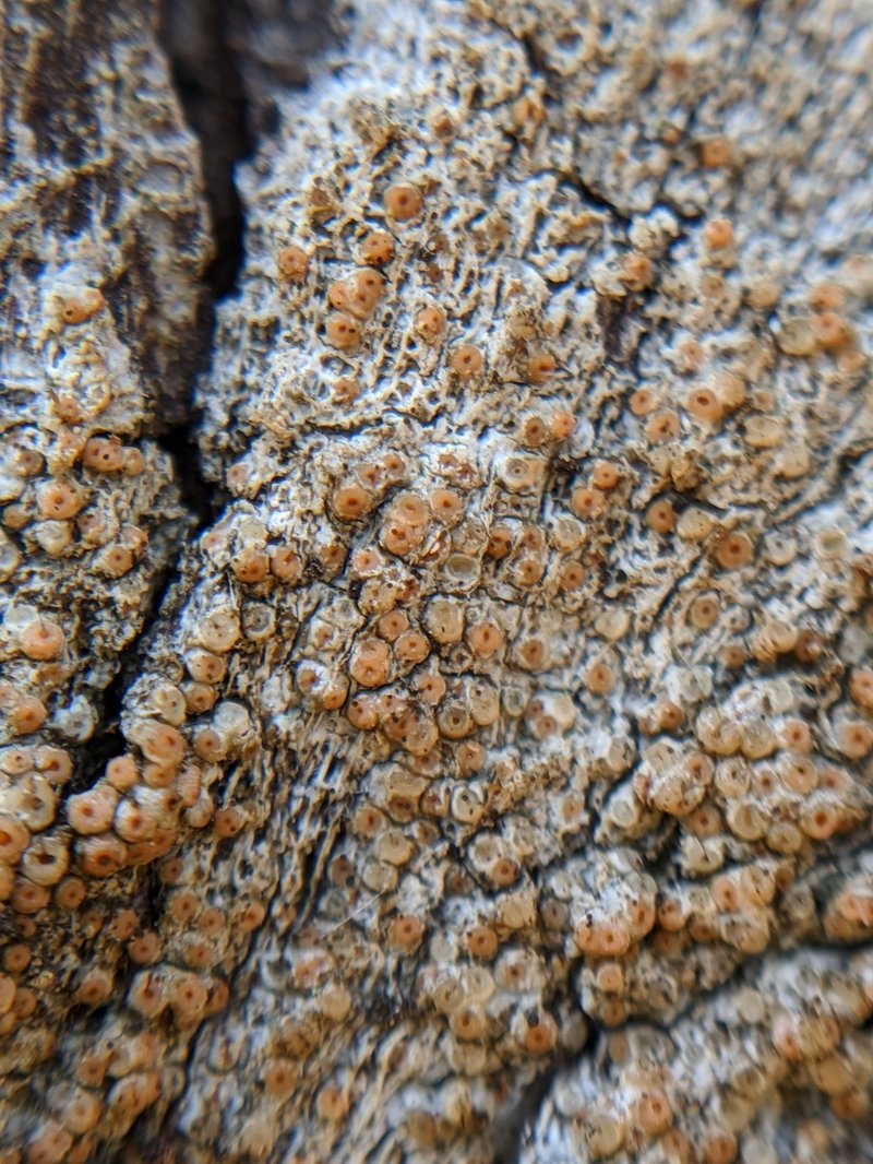 California Topelia Lichen photo 2