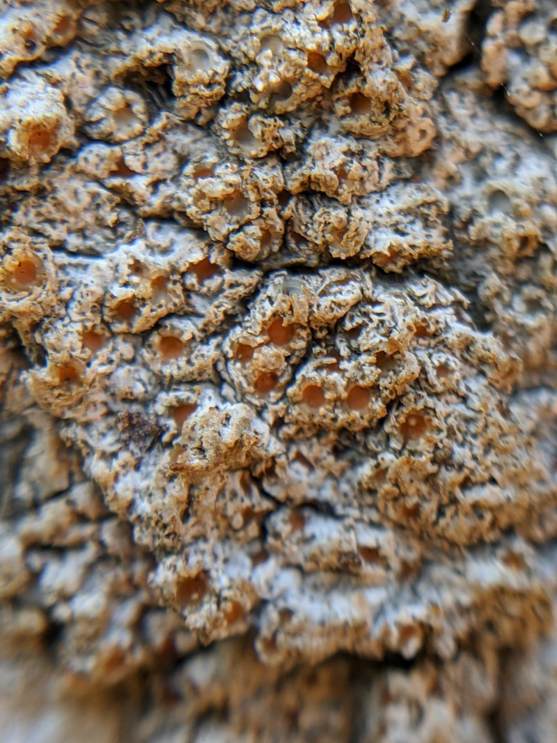 California Topelia Lichen