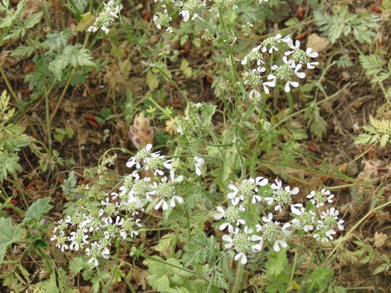 Mediterranean Hartwort
