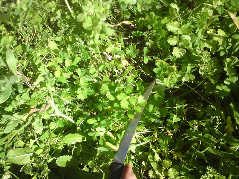 Mediterranean Hartwort photo 2
