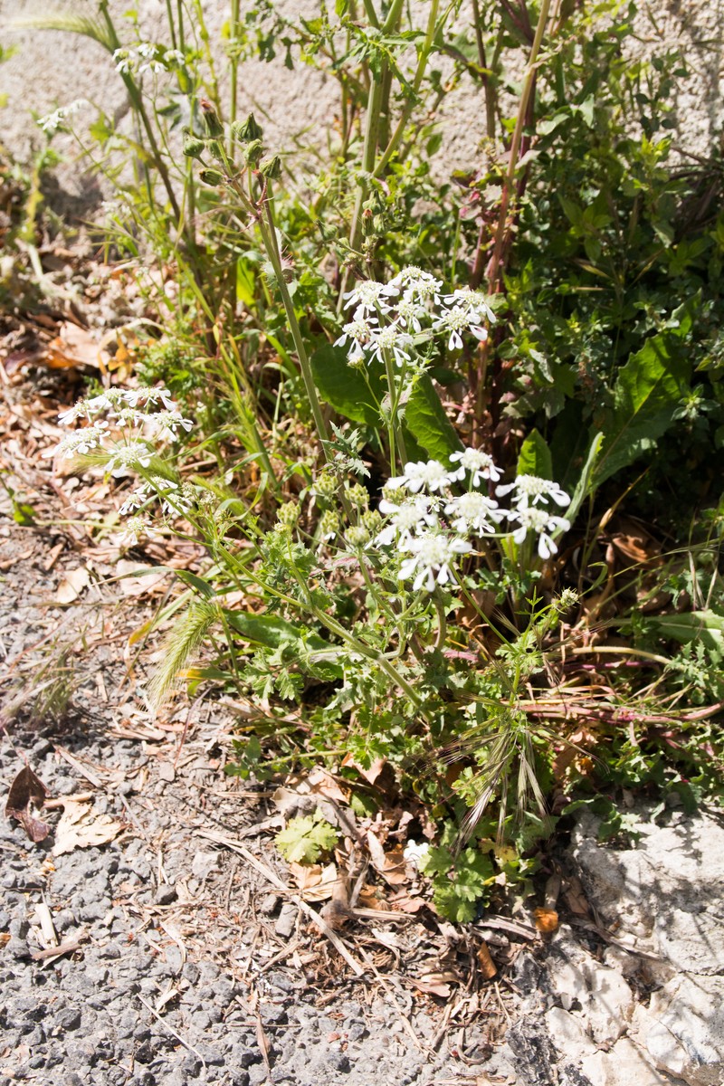 Mediterranean Hartwort photo 3