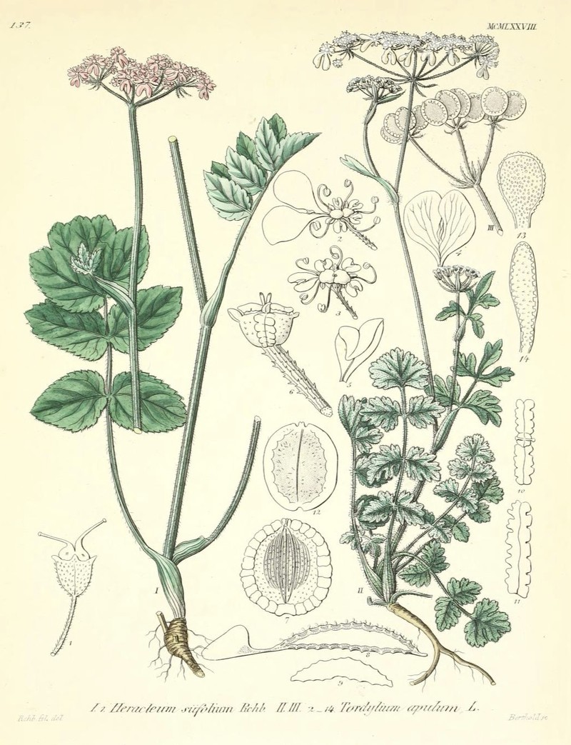 Mediterranean Hartwort photo 4