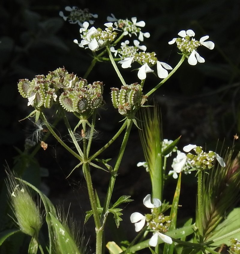Mediterranean Hartwort photo 5