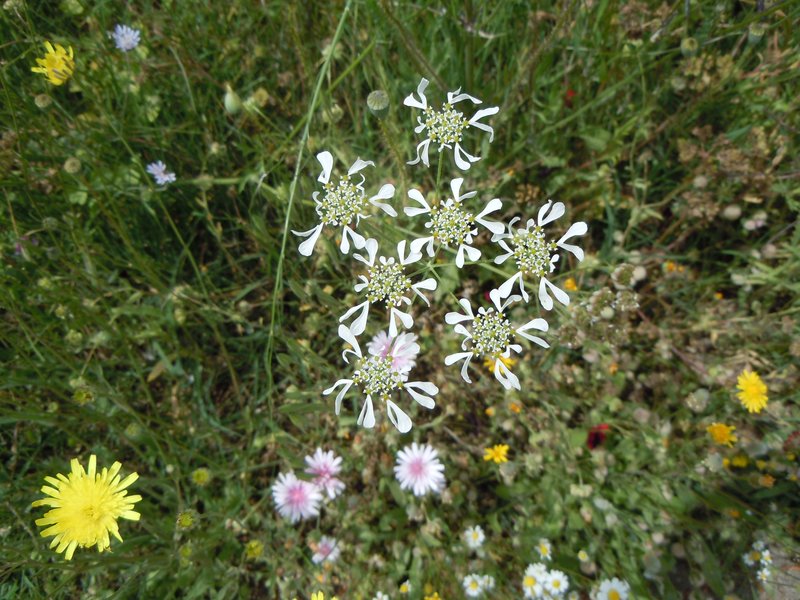 Mediterranean Hartwort photo 6