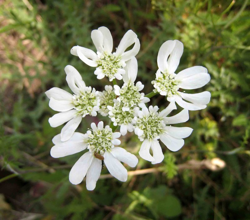 Mediterranean Hartwort photo 7