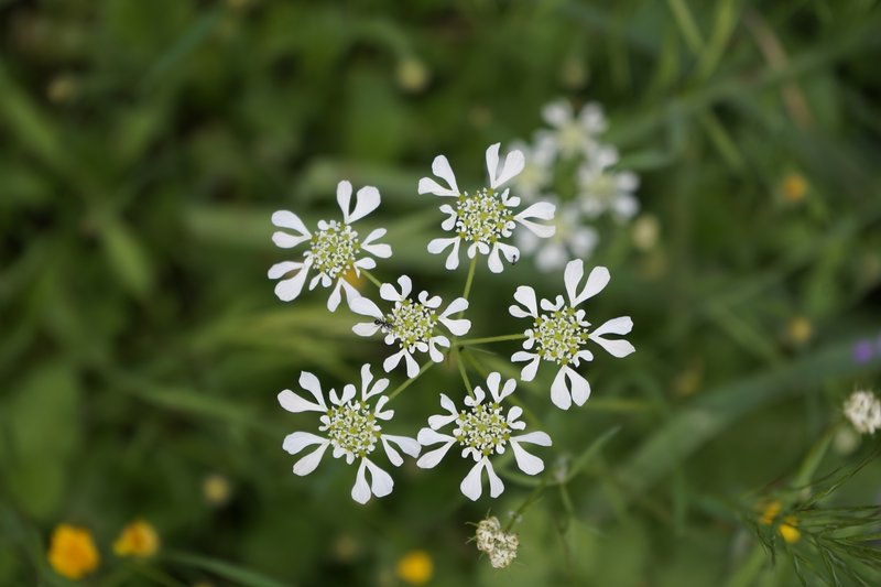 Mediterranean Hartwort photo 8